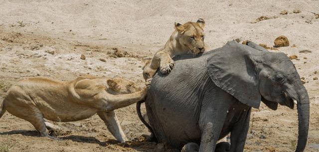 杨棋珺非洲森林象，非洲森林象和亚洲象（称霸非洲草原无敌手）