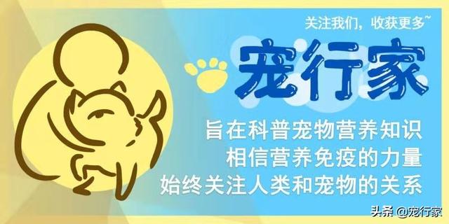 被蜜蜂蛰了的狗，狗被蜜蜂蛰了怎么办（及时治疗是关键）