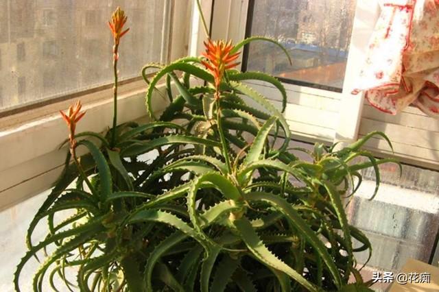 芦荟开花，家里的芦荟开花了，是什么兆头（芦荟开花后会死掉吗）