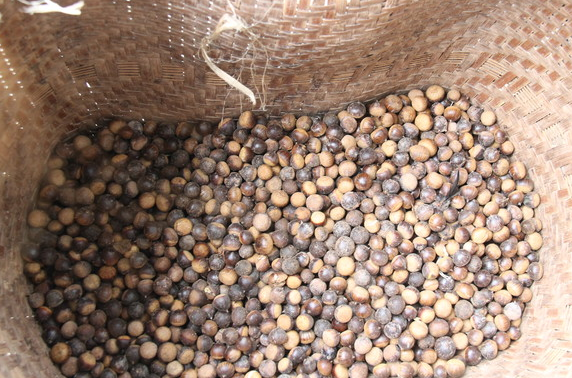 苦槠豆腐做法，苦槠豆腐做法大全（苦槠：苦涩只是它的保护色）