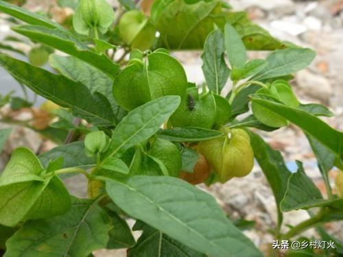 冰粉是什么，冰粉是什么做的对人体有害吗（就是四川人夏天快乐的来源）