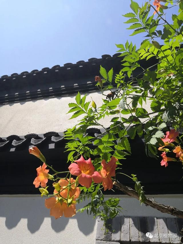 凌霄花，原来凌霄花是植物界的“性格多面手”（凌霄花花期多久一年开几次花）