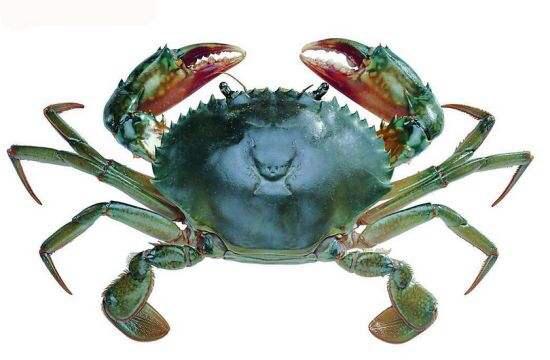 芳基是什么（中药材青蟹）