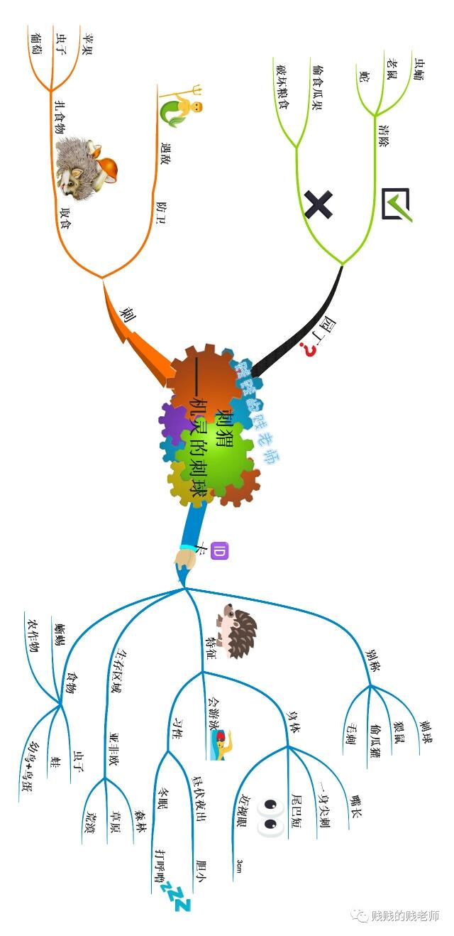 刺猬的生活习性，思维导图百科篇→机灵的刺球——刺猬