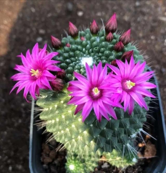 家里养多肉对女人不好，家里养多肉对女人不好吗（多肉，对女人有害）