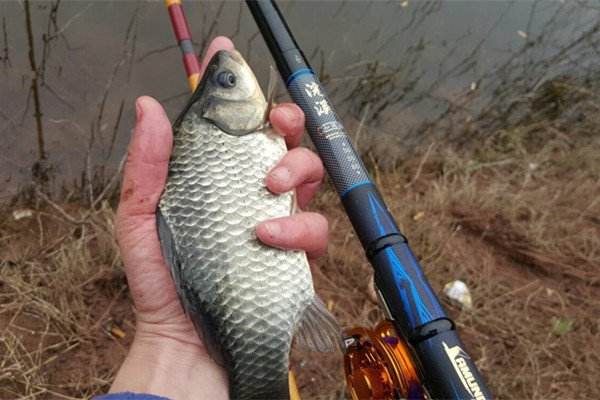 秋钓大板鲫最佳鱼饵推荐：天然谷物+腥香配方，诱鱼快、咬钩猛、上鱼率高