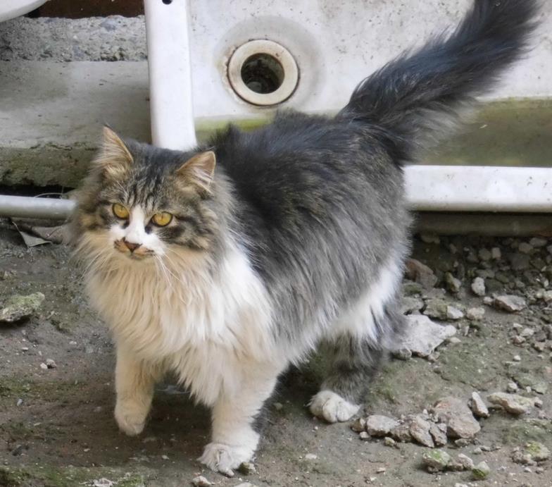 猫有哪些品种(十大名猫排行榜图片)