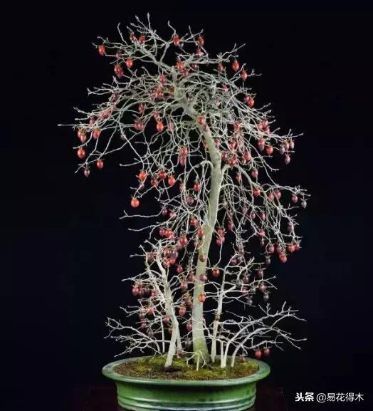 老鸦柿和金弹子的区别，老鸦柿和金弹子谁更容易养活（老鸦柿盆景）