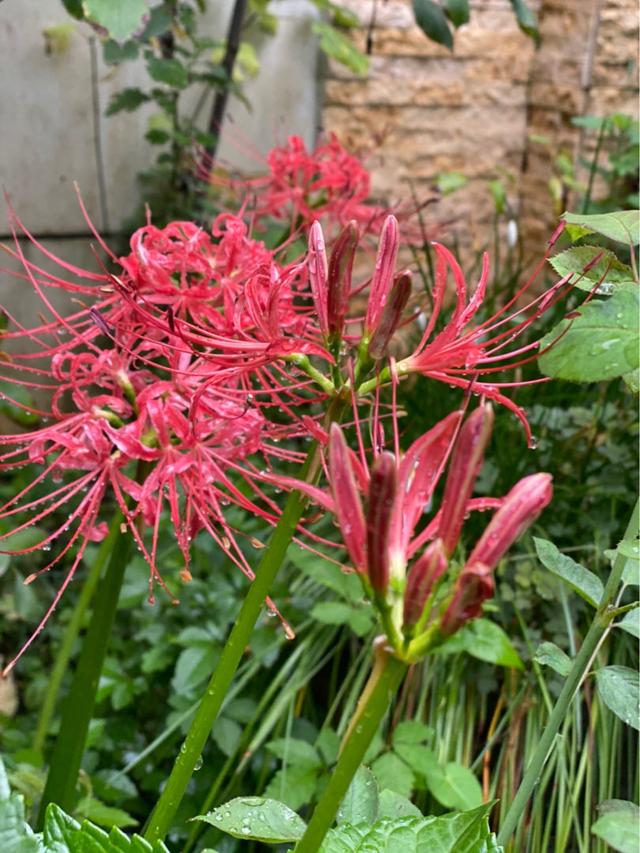 彼岸花怎么种植，彼岸花的种植四大要点（1种花“不吉利”）