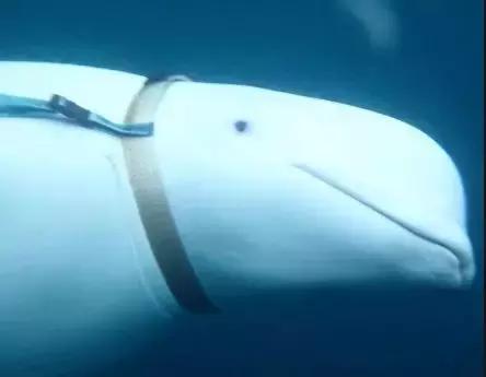 海豚和白鲸的区别，白鲸为什么是海豚（妹子的iPhone掉进大海后）