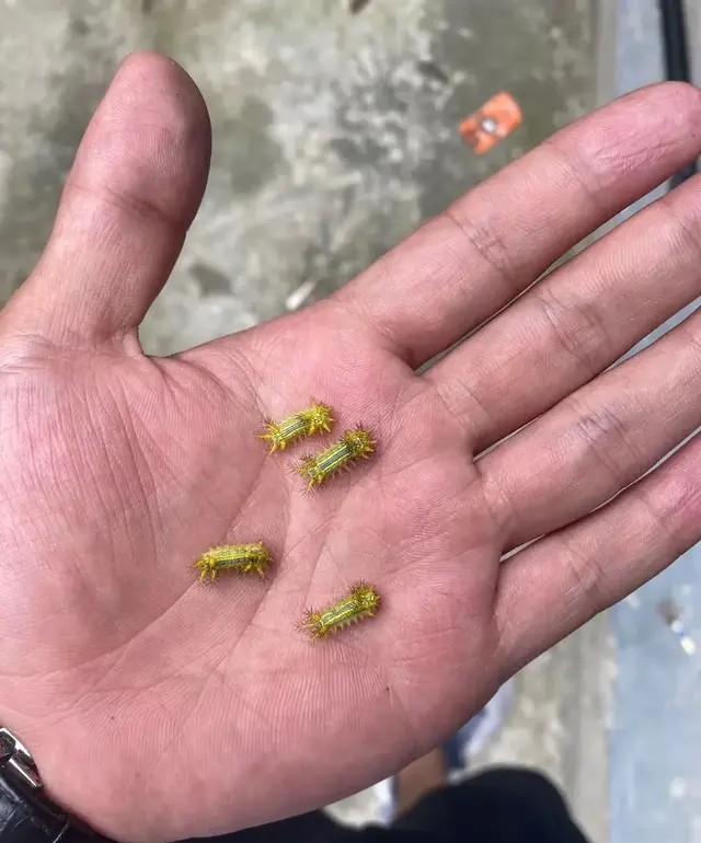 弟弟的惊喜400字作文，弟弟的作文怎么写（弟弟总是能给我一些惊喜）