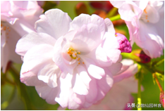 中国樱花有几个品种，中国樱花树品种（这81种樱花）