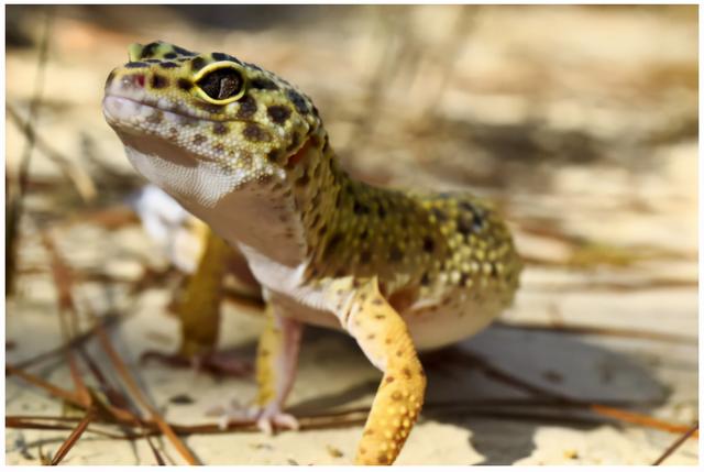 守宫吃什么，守宫能吃蔬菜和水果吗（守宫为什么要吃钙粉）