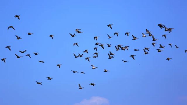野鸭的种类有哪些，野鸭子有哪几种（TA就是野鸭中最靓的仔）