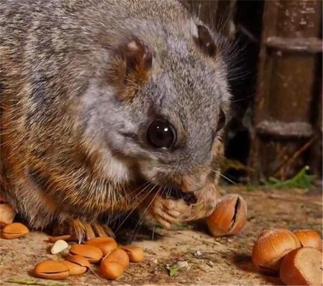 二年级语文上册部编版寒号鸟，3篇小学课文帮孩子领略大雪之美