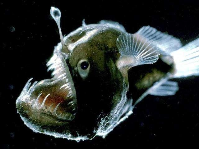 viperfish蝰鱼图片