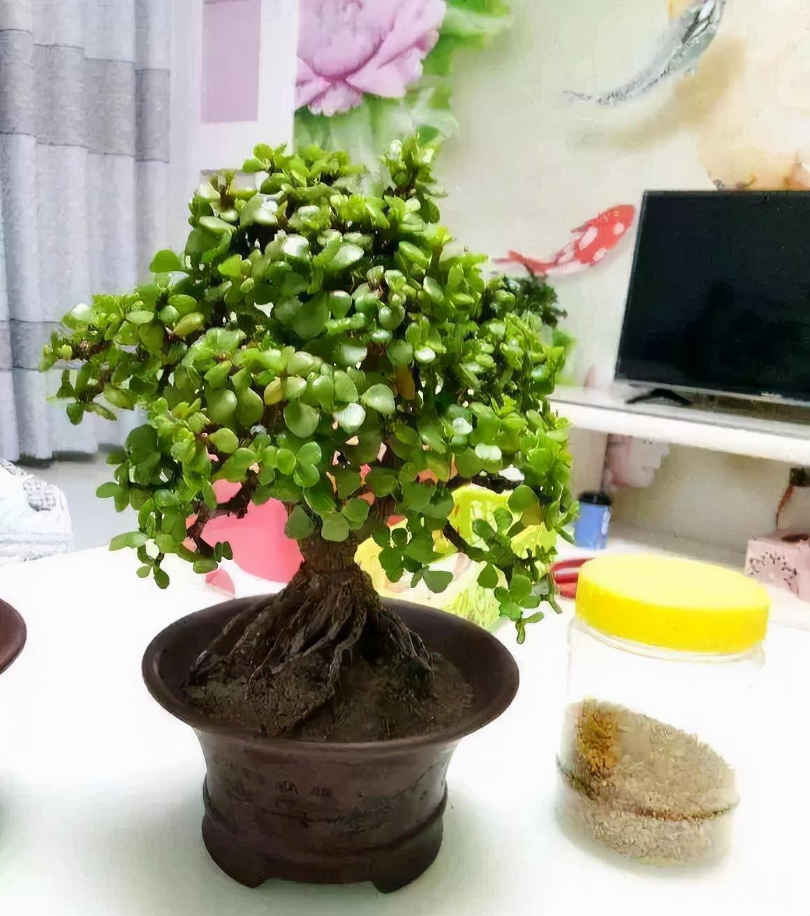 长寿竹的作用(15大吉祥花) - 行就行