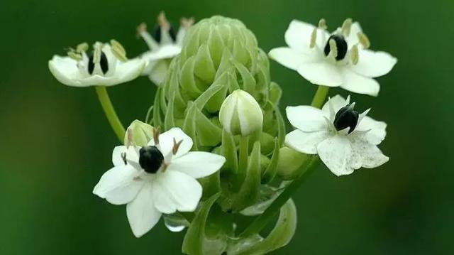 伯利恒之星花语,查自己的本命花(感受生活的温度<二>) 伯利恒之星花语,查自己的本命花(感受生活的温度<二>)