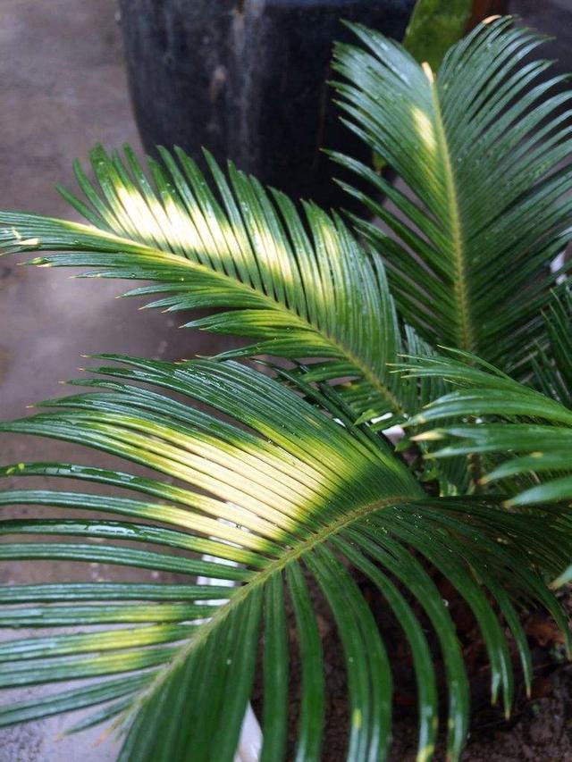 铁树叶子发黄怎么办啊，铁树叶子发黄怎么处理（变绿的方法现在教给你）