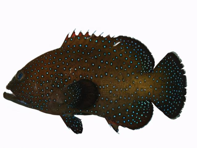 每天吃一条鱼的危害，每天吃一条鱼的危害大吗（5类鱼没营养）