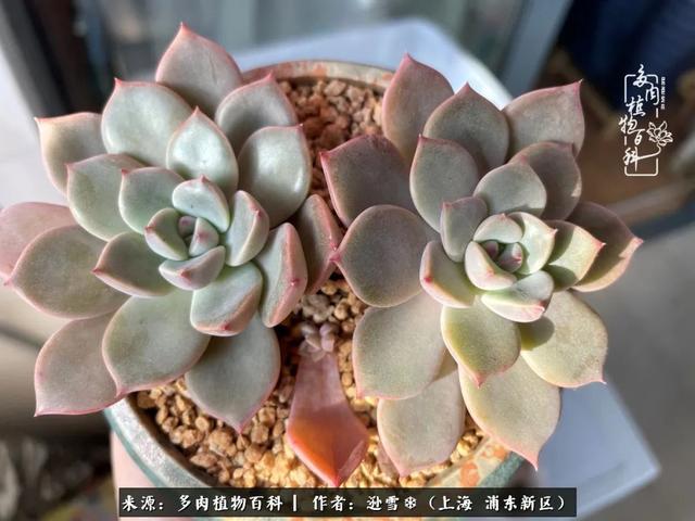 多肉植物图片，感恩相遇，余生相互关照（若绿多肉植物图片）