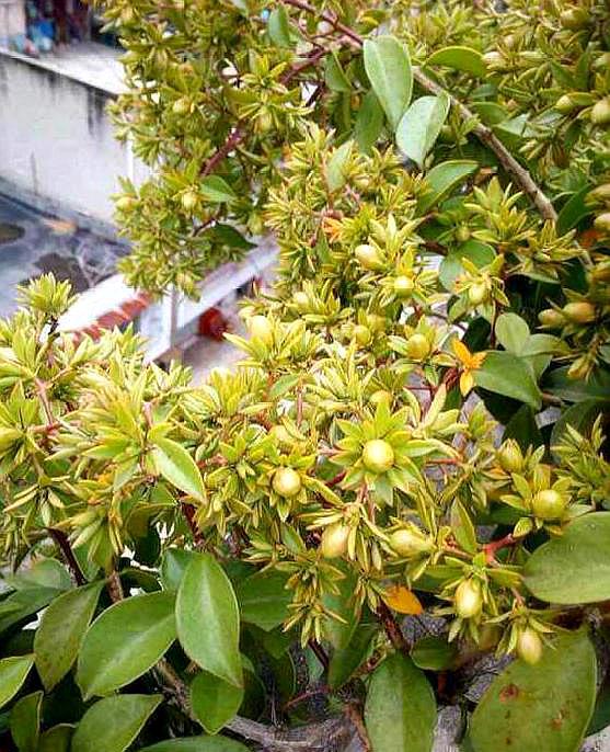 叶仙是什么植物开花吗(嫁接蟹爪兰长得快,开花多,都叫它"万能树")