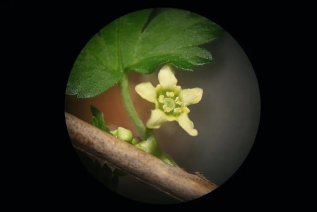 先有花朵还是先有采花的蜜蜂，蜜蜂是采蜜还是采花（采蜜昆虫和蜜源花卉是一对绝配）