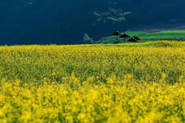 油菜花开的季节，适合家庭室内养的花与绿植（2019年全国油菜花开放时间表）