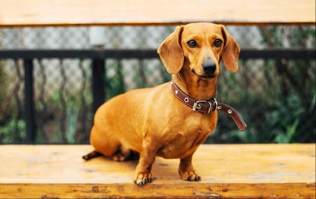 不爱叫的小型犬，不爱叫且不易掉毛的小型犬（话少不爱叫、吃得还少的6种“小型犬”）