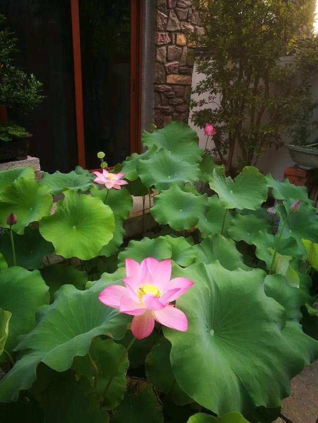 我国国花是什么花，中国国花是什么花（中国国花是什么花）