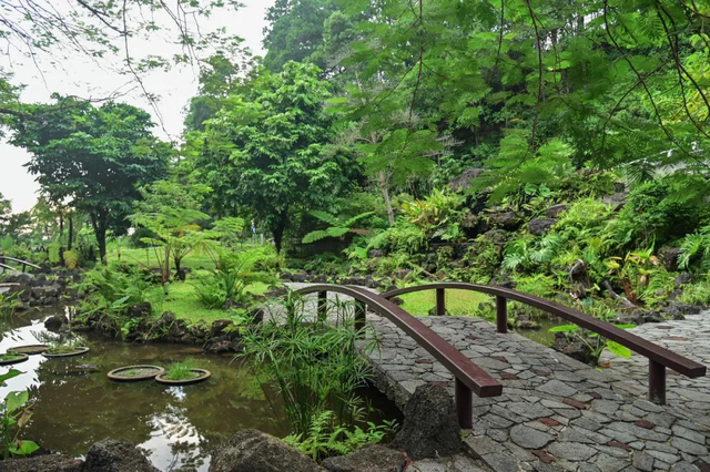 深圳：仙湖植物园蕨类植物收集全国第一，深圳富商陈子冲（这两个刚开放的专类园区有1000多种蕨类植物）