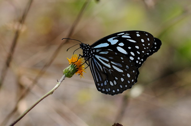 蝴蝶生活习性，蝴蝶王国（蝴蝶的生活环境和特点）