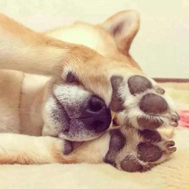 狗狗头像微信，狗狗头像（唯独你是我情之所钟）