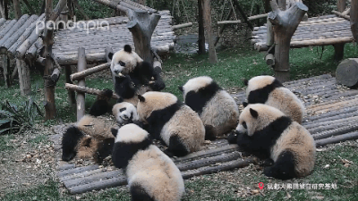 大熊猫战斗力如何，熊猫在动物中战斗力排名（教你快速判断一只熊猫的战斗力）