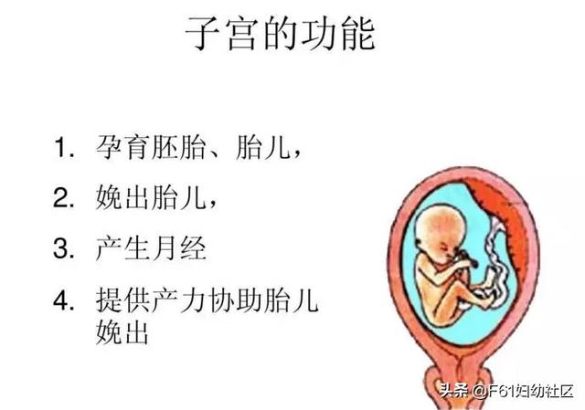 子宫是什么样子的有图片吗，子宫是什么样子的（子宫及附件解剖图及详细讲解）