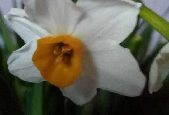 水仙花开完花以后怎么处理，花期长，还能开出好看花（水培百合花怎么养才能保持开的久）