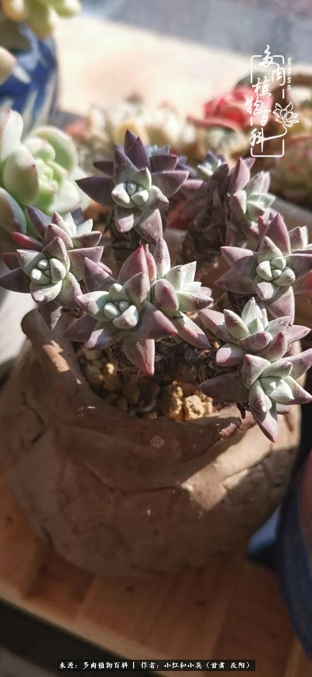 姐妹情深的句子，姐妹情深的句子简短（赏娇媚多肉，忆姐妹情深）