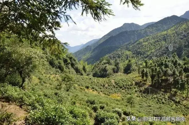 武夷山金骏眉，武夷山金骏眉属于什么茶（今天我们来了解武夷山茶中珍品金骏眉）