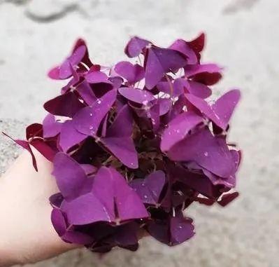 幸运草的花语是什么，幸运草的花叫什么（戴启章散文：幸）