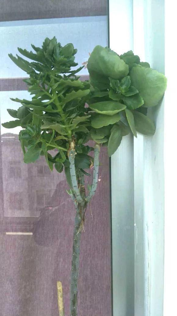 最漂亮的棒棒糖图片，如何画出漂亮的棒棒糖（长寿花半年养成“长寿树”）