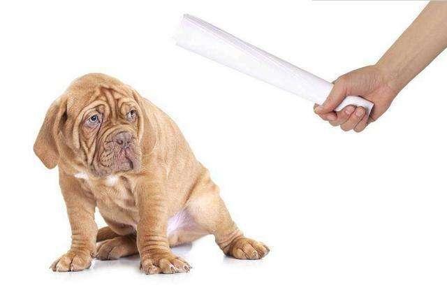 狗狗不听话怎么办，狗狗不听话可以打吗（狗狗不听话最好不要“暴打”）