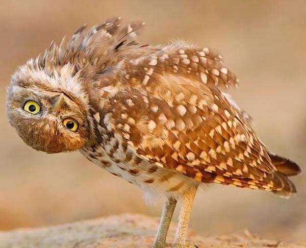 猫头鹰为什么不能转动眼睛，猫头鹰眼球转不动,只能转头（为何能违背常规“逆天”的旋转270度）