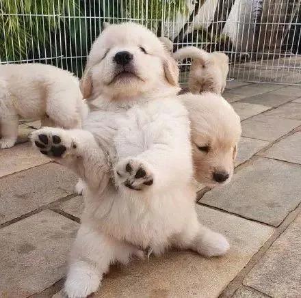 金毛幼犬怎么训练上厕所（5分钟学会定点上厕所）