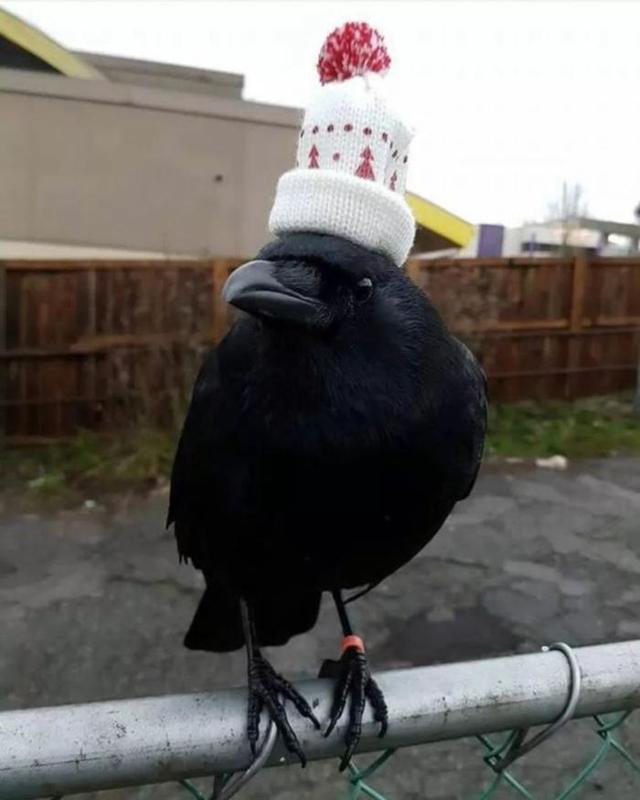 扶老携幼的动物，扶老携幼打一动物（乌鸦干过的事可不止薅毛）