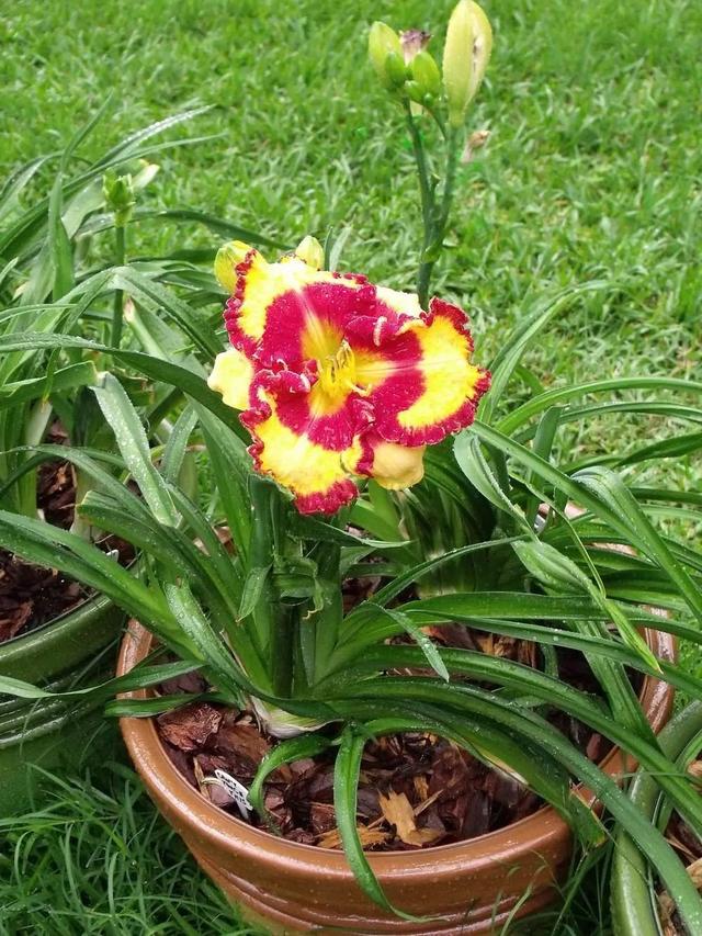 萱草有哪些不同的品种，萱草品种名称怎么查（黄花菜也只是它的一个品种）