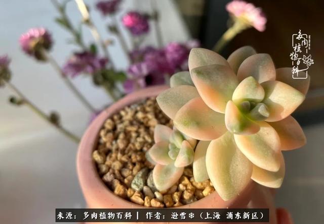 多肉植物图片，感恩相遇，余生相互关照（若绿多肉植物图片）