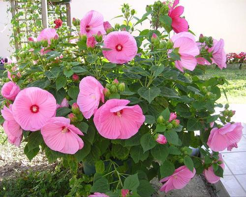 芙蓉花谢了怎么样修剪，盆栽芙蓉花的修剪方法（“大花芙蓉”花比脸大）