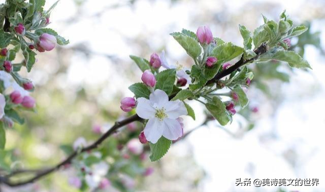卓文君诀别书，卓文君诀别书的来龙去脉（才女一怒之下写下首《诀别书》）