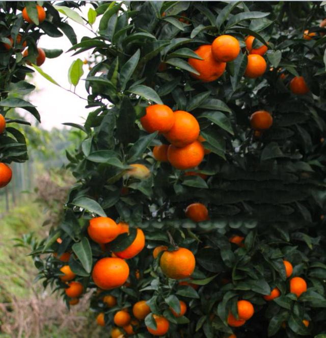 柑橘品种怎么分，柑橘品种（来看看你认识几个）