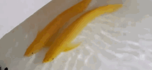 蓝龙鱼的生存环境-蓝龙鱼的简介，蓝龙鱼是热带鱼吗（看看黑龙和蓝龙！真的假的）